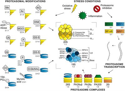 Regulation of Proteasome Activity by (Post-)transcriptional Mechanisms